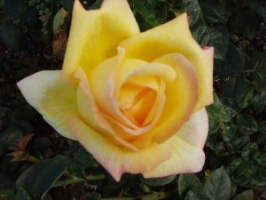 PEACE (hybrid tea)